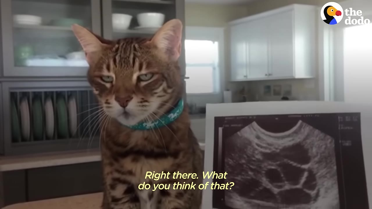 A Bengal cat with a green collar sits on a kitchen counter next to a printed ultrasound scan.
