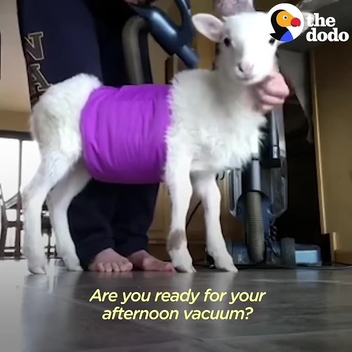 A small white lamb wearing a purple belly band stands on a tiled floor while a person holds its neck gently.