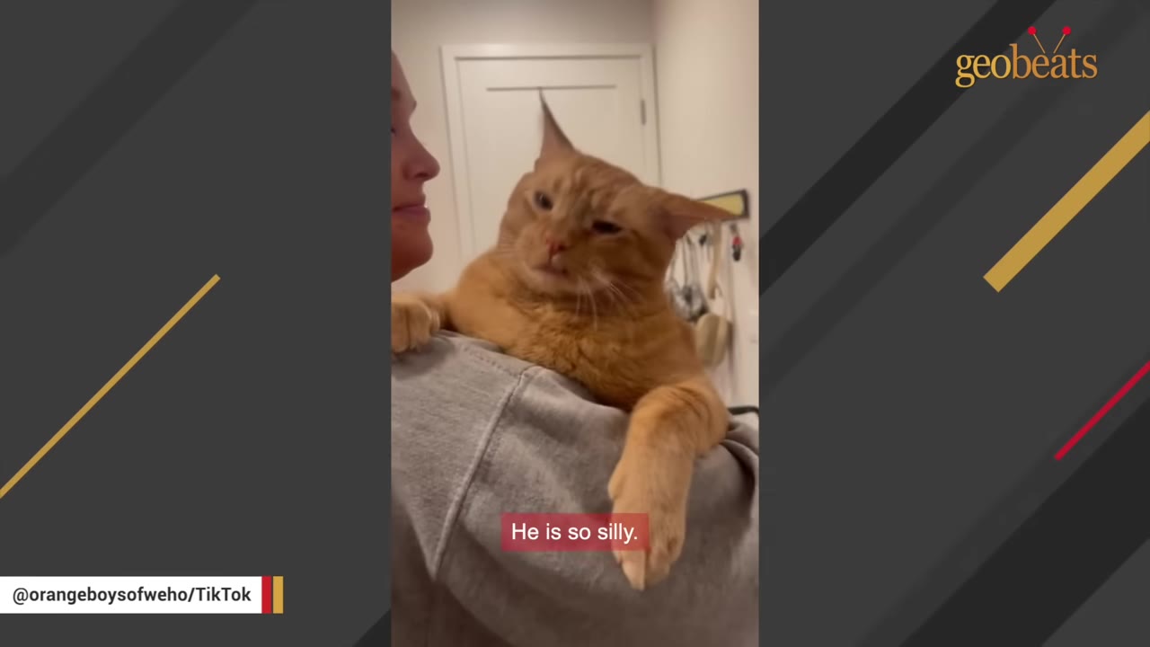 An orange cat named Stevie is held over a person's shoulder, making a silly face with a slight snaggletooth expression.
