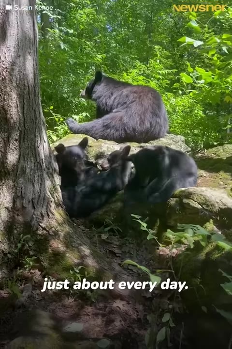 A mother black bear sits on a mossy rock in a lush green forest, while her two small cubs rest near the base of a tree.
