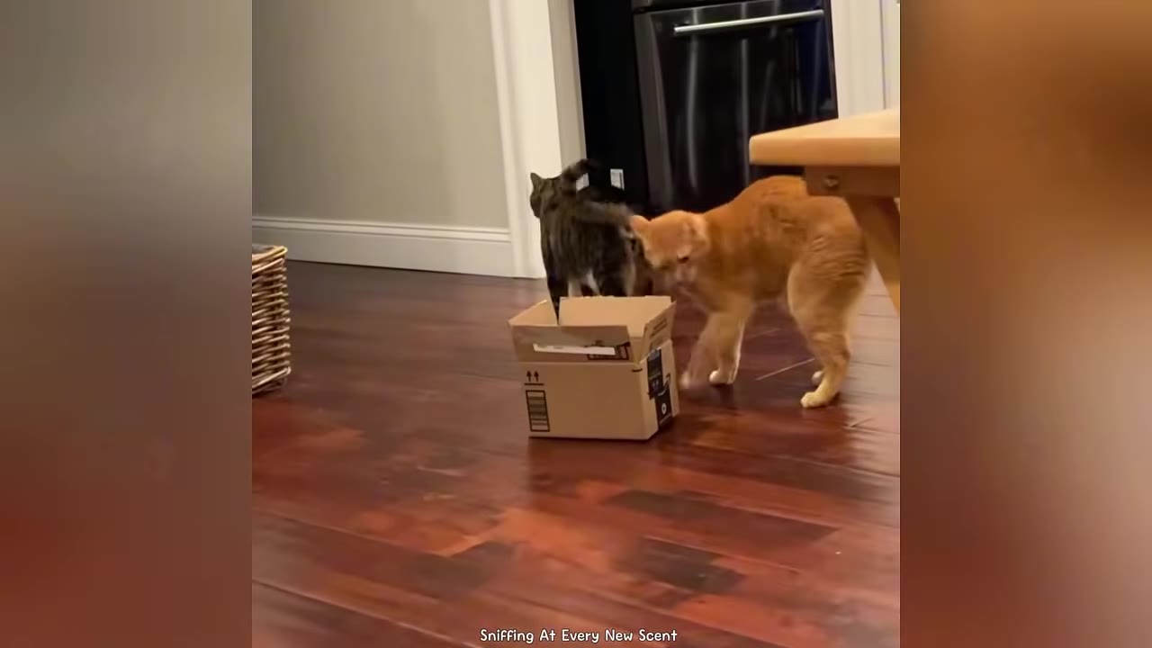 An orange cat and a tabby cat explore a small cardboard box on a dark wooden floor.
