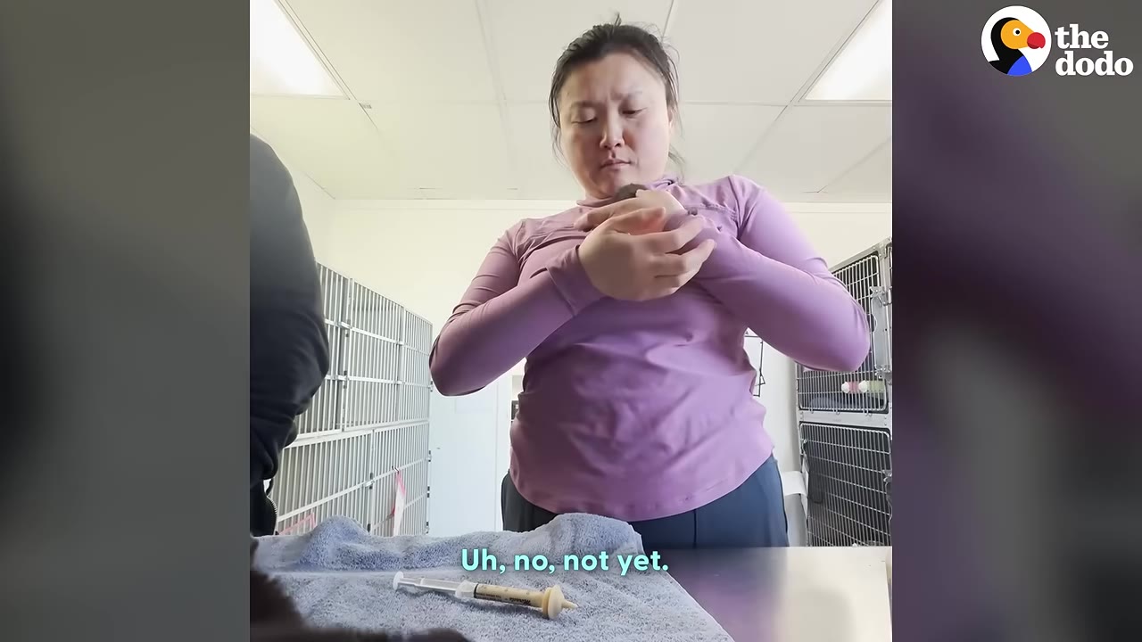 A woman in a purple long-sleeved shirt stands in a shelter room with animal cages in the background, holding a tiny kitten in her hands, with a feeding syringe resting on a blue towel in the foreground.