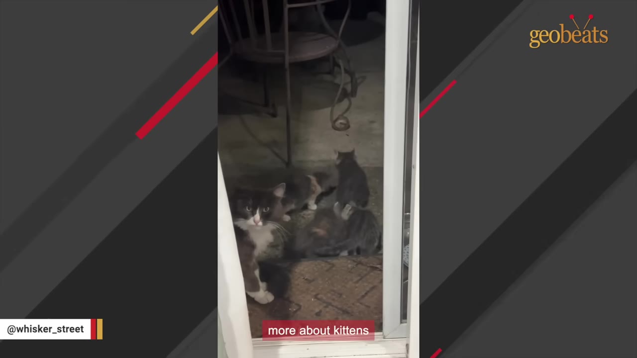 Several cats and kittens gather outside a sliding glass door at night, with one black and white cat looking directly at the camera.