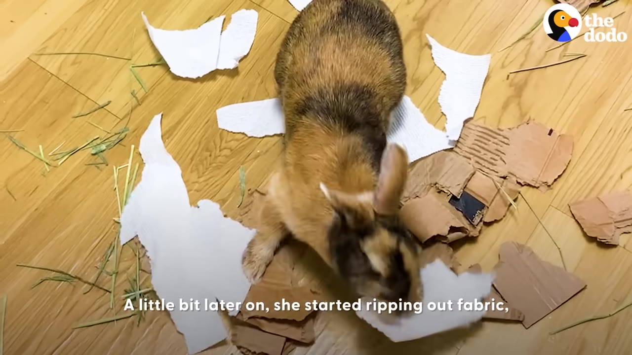 A brown and black rabbit tearing up white paper and cardboard on a wooden floor.