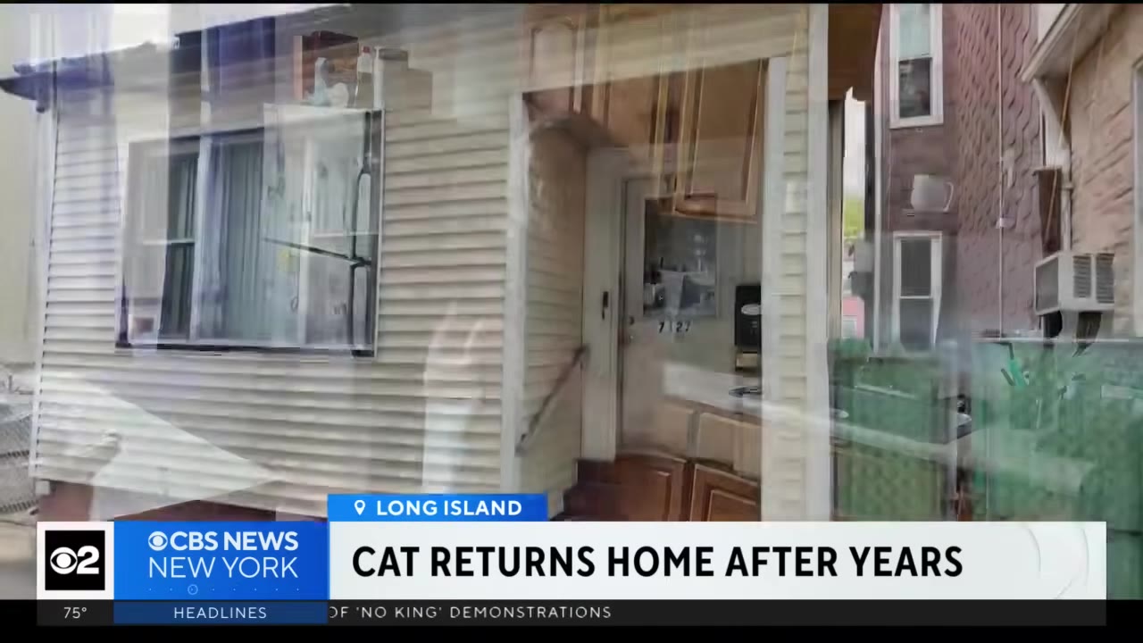 A shot of a residential house exterior in Long Island, representing where the cat was taken in.