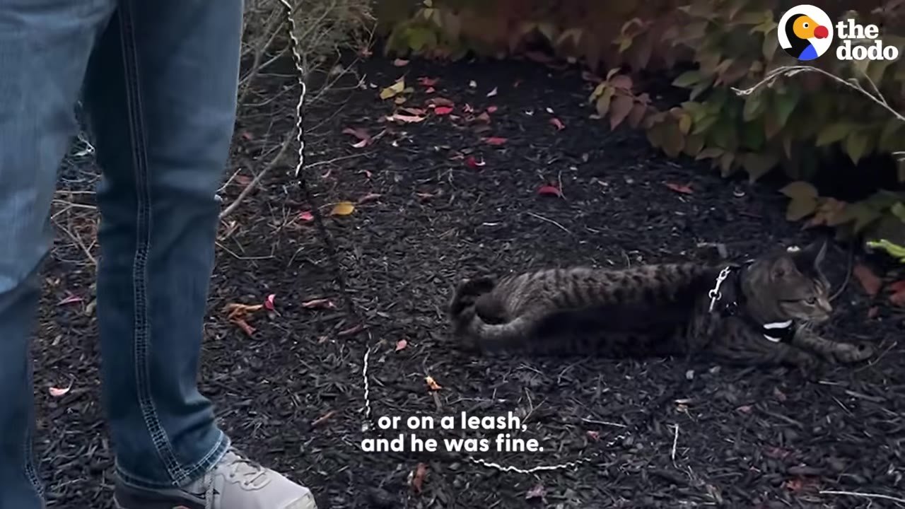 A tabby cat wearing a harness and leash lies on dark mulch next to a person wearing blue jeans.