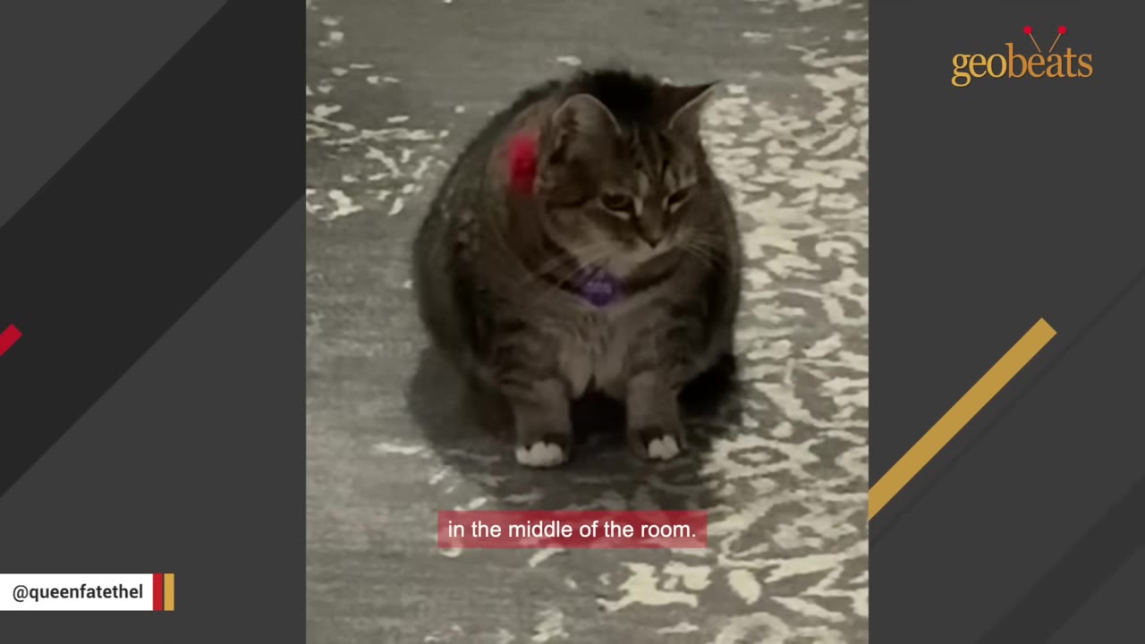 A fluffy tabby cat with white paws sits cautiously on a patterned carpet, looking slightly to the side.