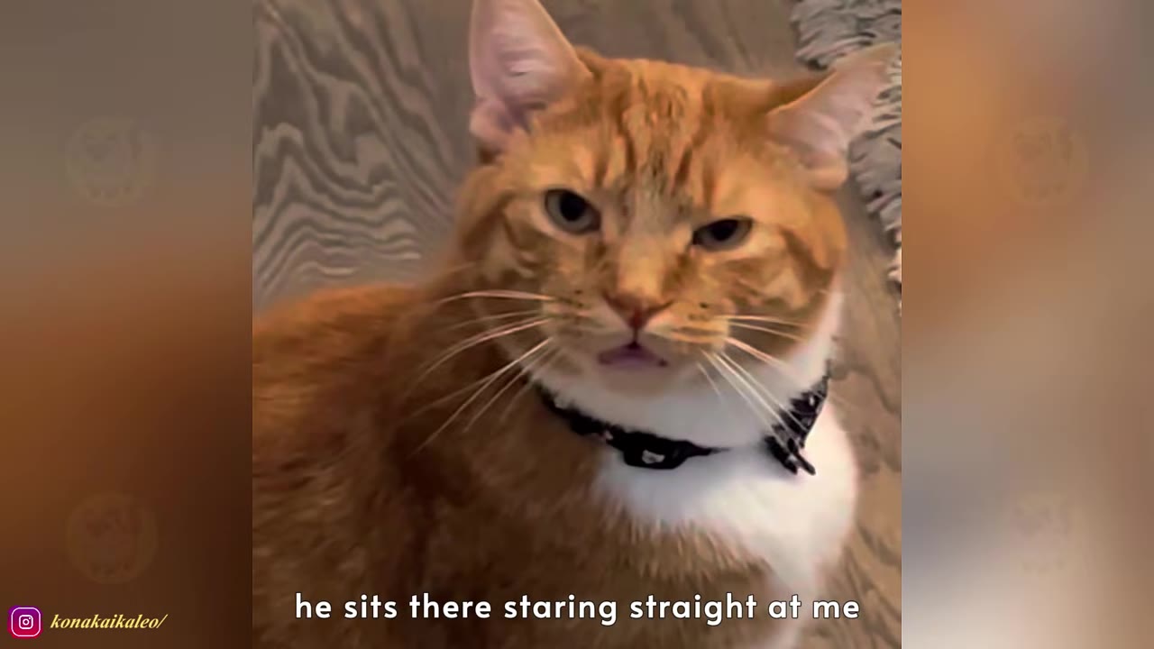 An orange and white cat wearing a black collar sits and stares directly forward with an attentive expression.