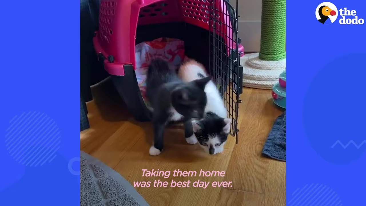 Two small kittens, one black and white and one mostly black, step out of a pink pet carrier onto a wooden floor.