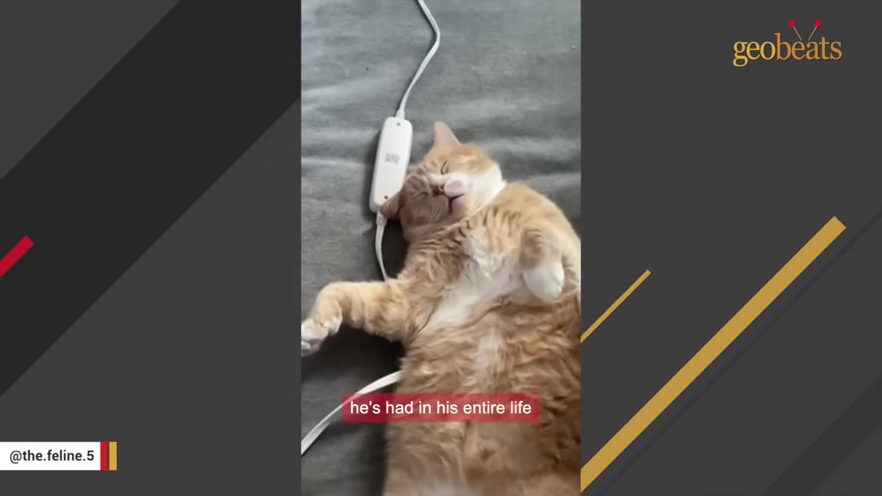 An orange and white cat sleeping soundly on its back on a grey bed next to a white cord.