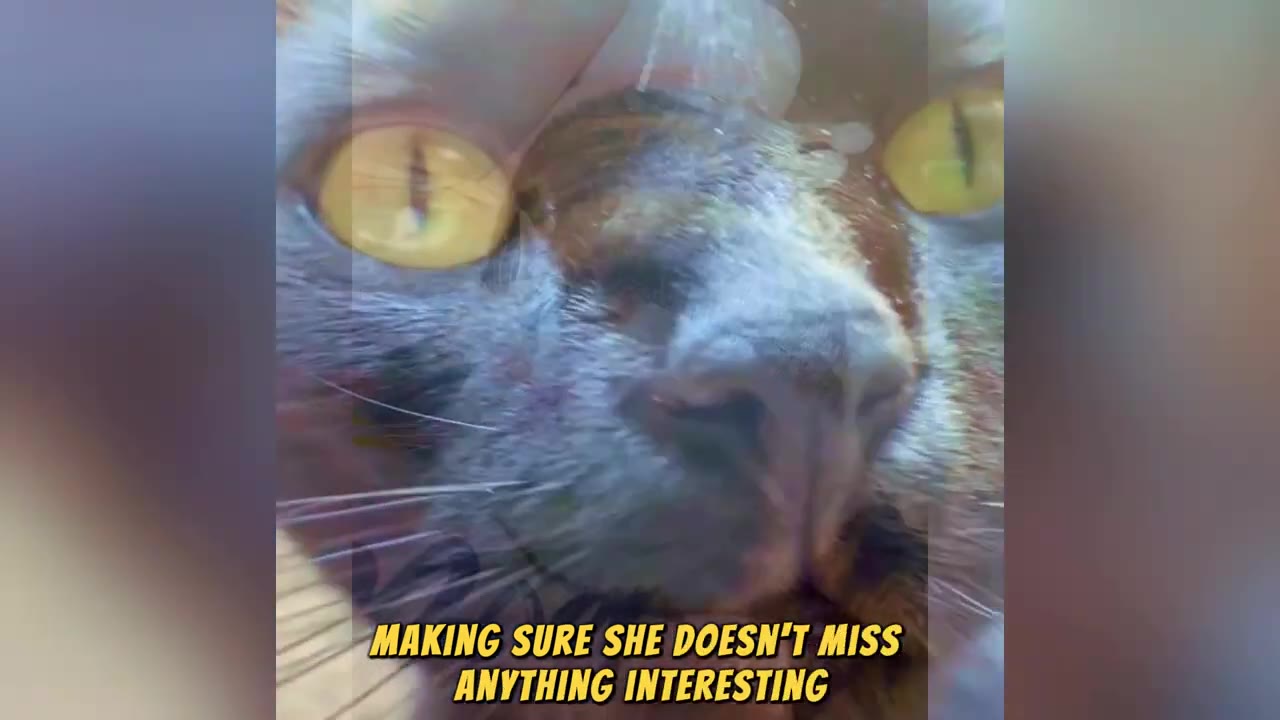 A close-up shot of a tabby cat's face with wide yellow eyes, looking directly into the camera.