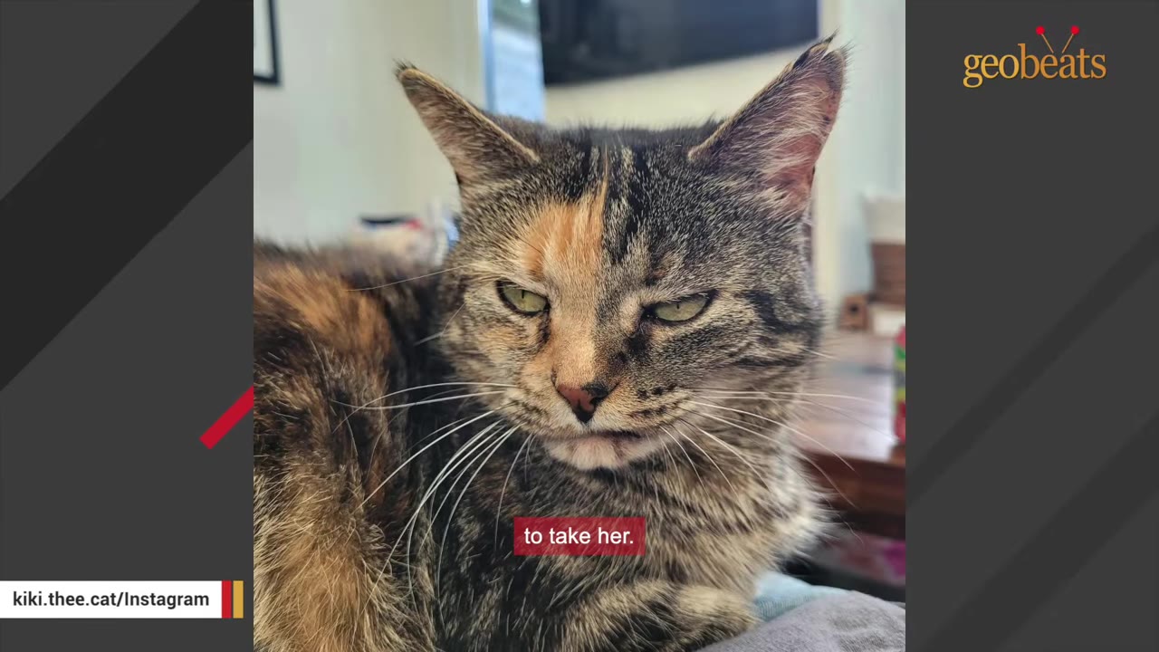 A close-up shot of Kiki, a five-year-old tabby and calico cat, looking directly at the camera with green eyes.