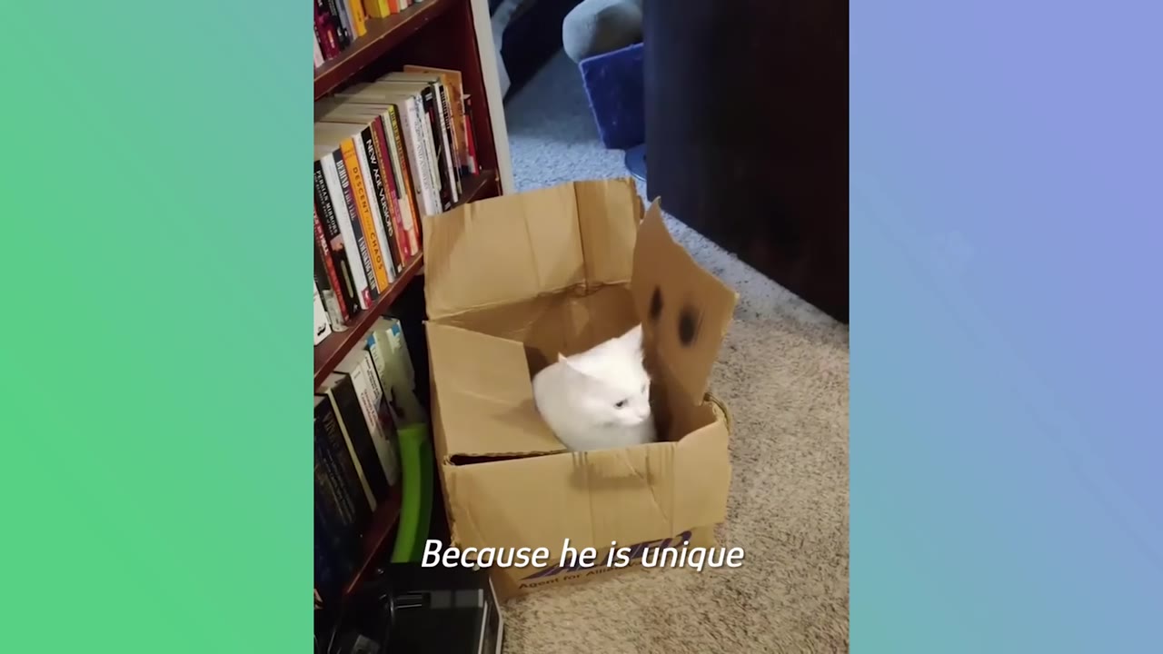 A fluffy white cat sitting inside a cardboard box on the floor next to a bookshelf filled with books.