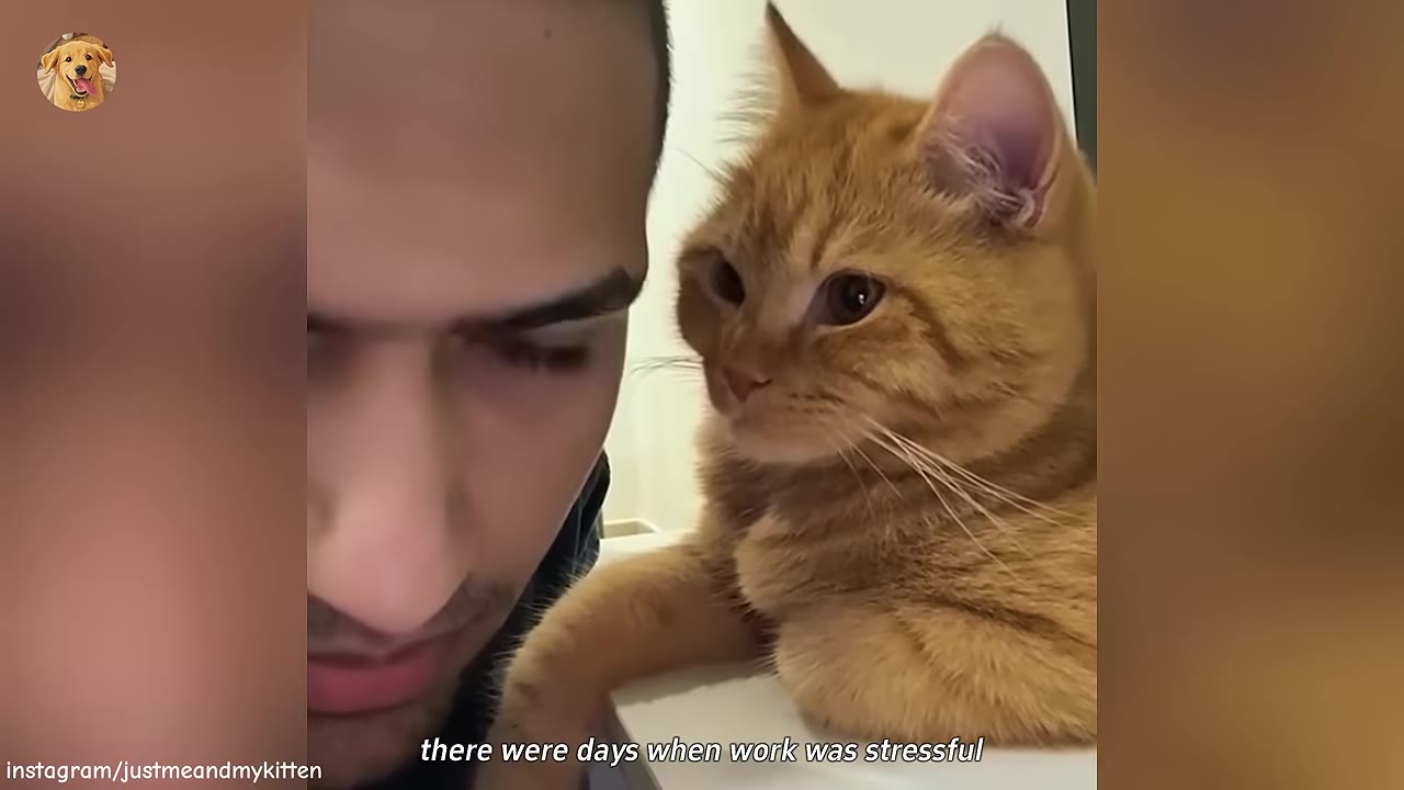 A close-up of an orange tabby cat looking intently at a man's face, showing its ears and whiskers.