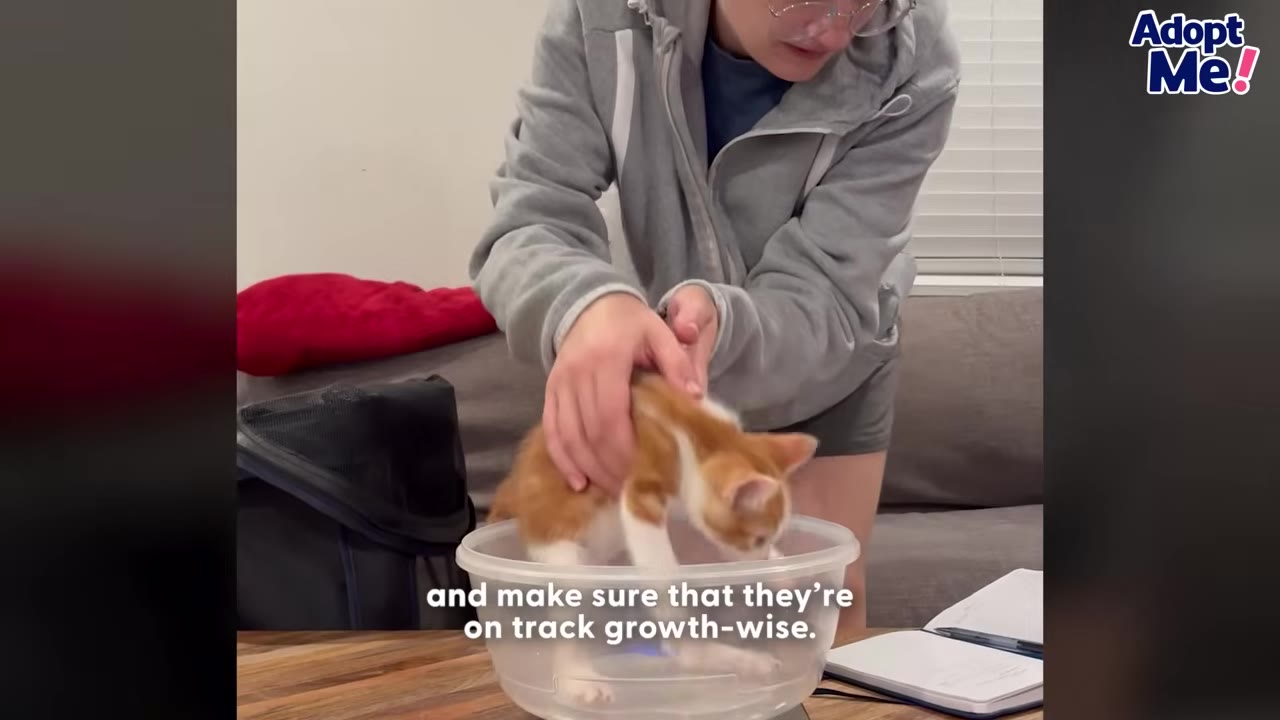 A person in a grey hoodie carefully places a small orange and white kitten into a clear plastic bowl on a scale to weigh it, with a notebook and pen nearby on the table.