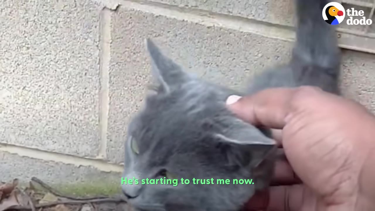 A close-up of a person's hand gently petting a grey cat's head as it begins to trust them.