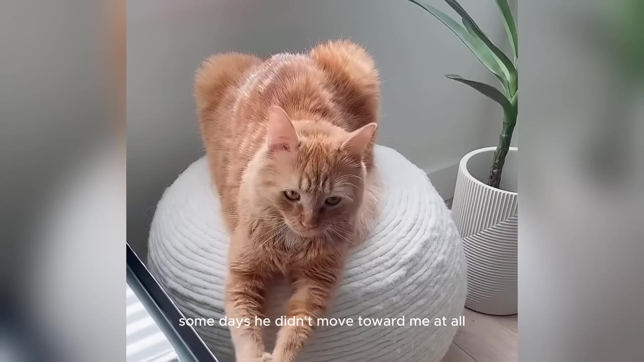 An orange cat lying on a white round pouf next to a potted plant, looking down with a cautious expression.