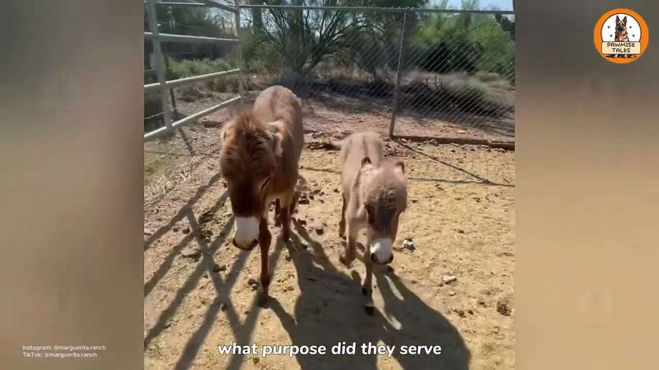 Video frame for The Donkey Who Wanted To Hug