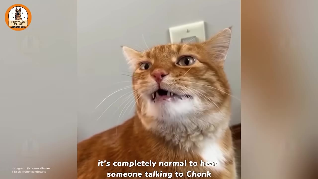 A close-up shot of an orange tabby cat named Chonk with his mouth slightly open as if vocalizing or speaking, with a subtitle that reads 'it's completely normal to hear someone talking to Chonk'.