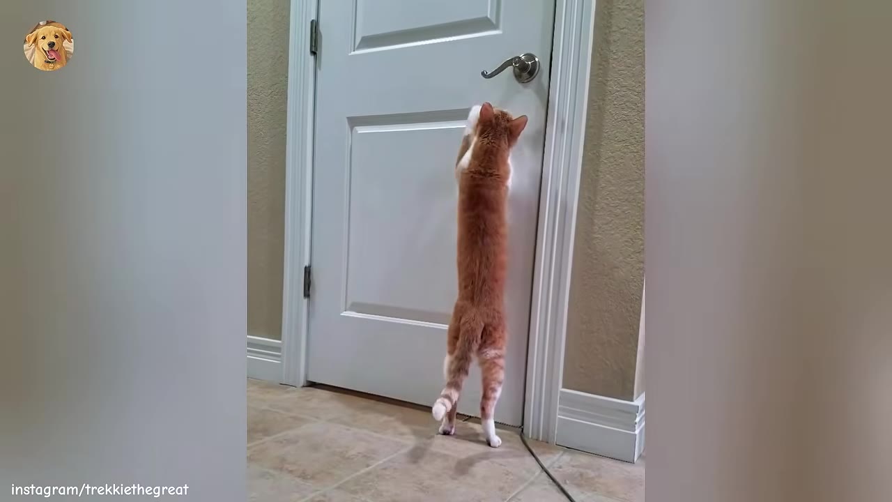 An orange and white cat stands on its hind legs, stretching its front paws up to reach the silver handle of a white door.