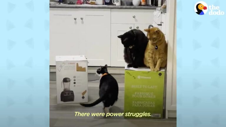 California Rescue Cats Fought Over A Vitamix Box, Then The Brand Made Their Dreams Come True