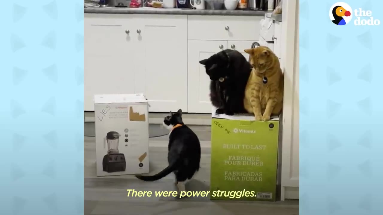 Three cats in a kitchen, with a black cat and an orange cat sitting on top of a green cardboard box, while a black-and-white cat stands on the floor looking up at them near another white box.