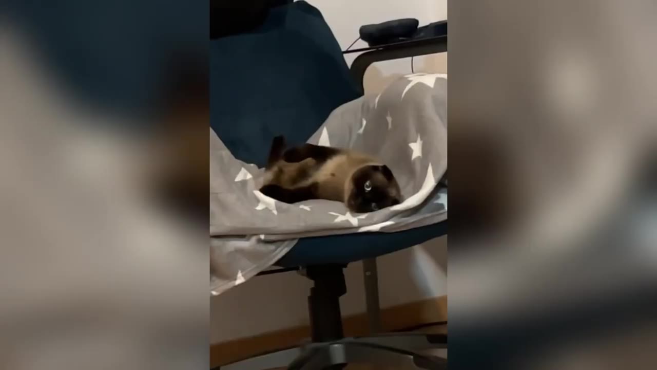 A Siamese cat lies comfortably on its back on a blue office chair lined with a grey blanket patterned with white stars.