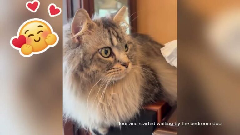 PA Woman Loses Her Best Friend Of 40 Years, Then A Stray Cat Gives Her A Reason To Smile