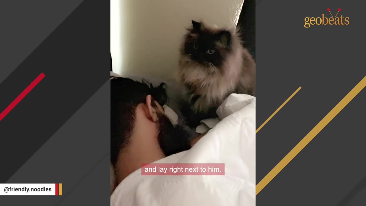 A fluffy long-haired cat sits on a bed next to a sleeping man with dark hair and a beard.