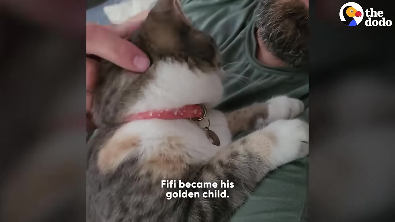 A close-up of a calico cat wearing a pink collar lying on a man's chest while being gently petted on the head.