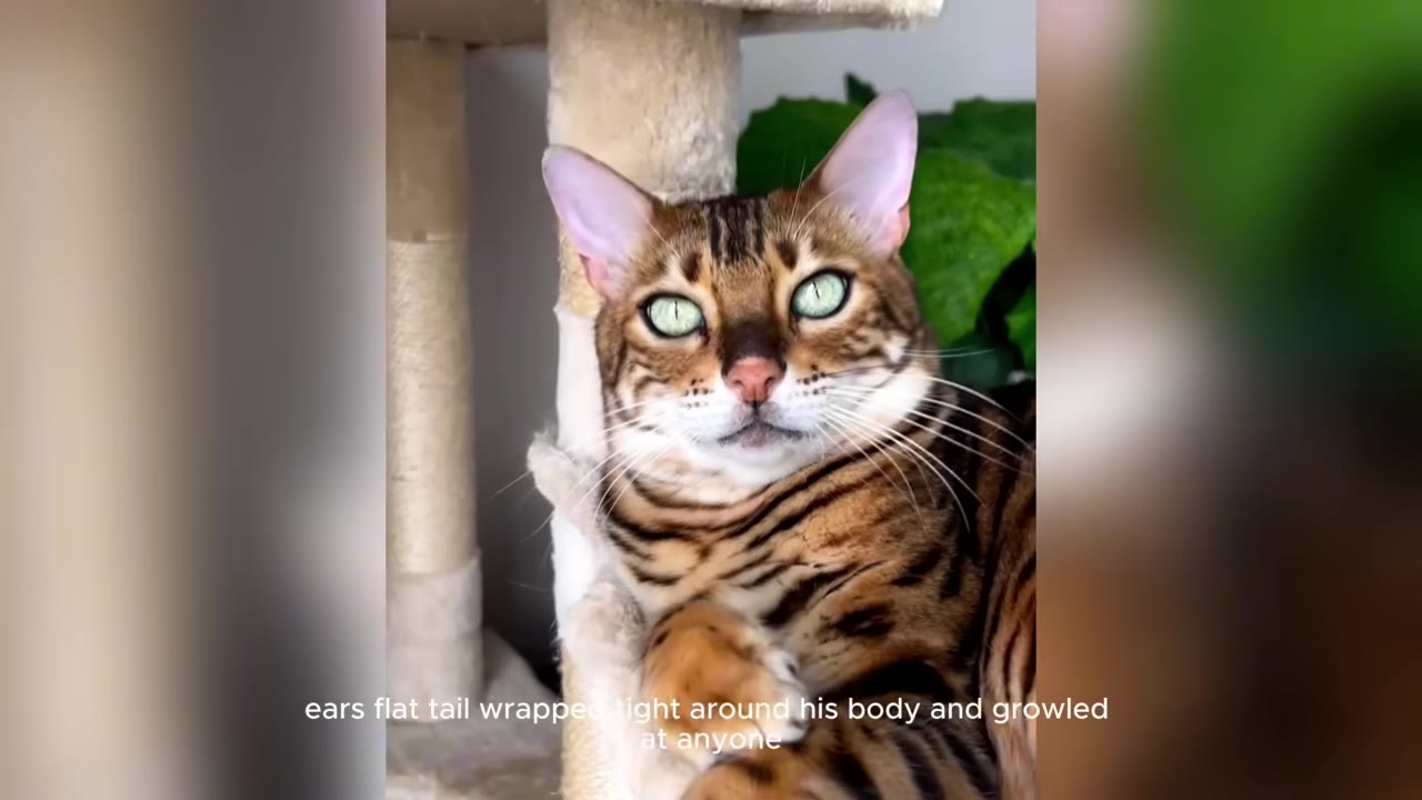A Bengal cat with wide, green eyes sits alertly on a scratching post.
