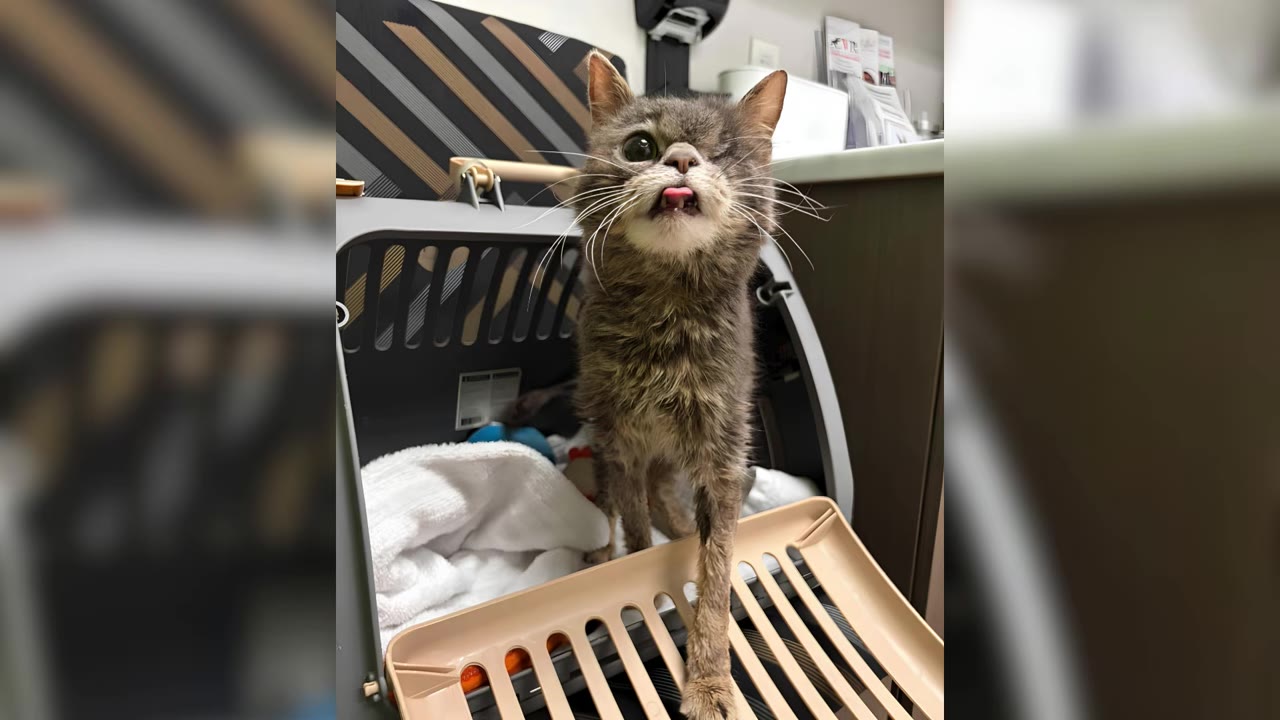 A scruffy, one-eyed tabby cat stands in front of its open pet carrier at a veterinary clinic, looking up with its tongue slightly sticking out.
