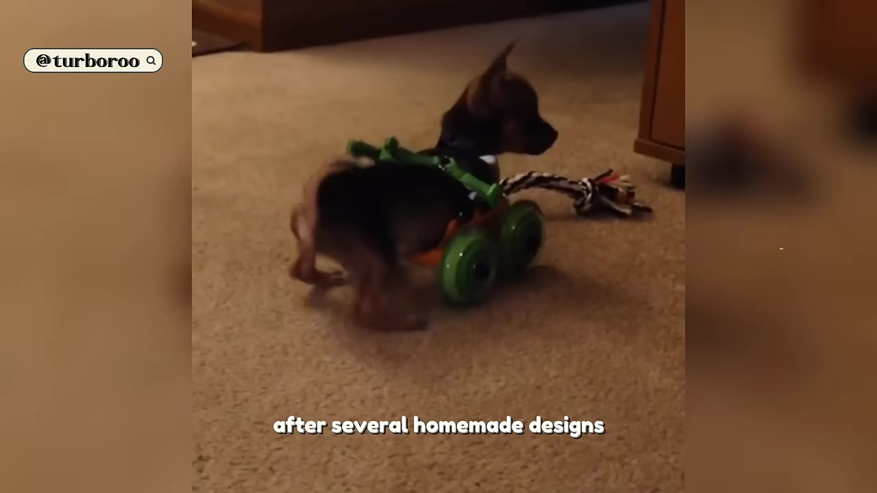 A small brown puppy wearing a custom-built green and orange wheeled cart on a carpeted floor.