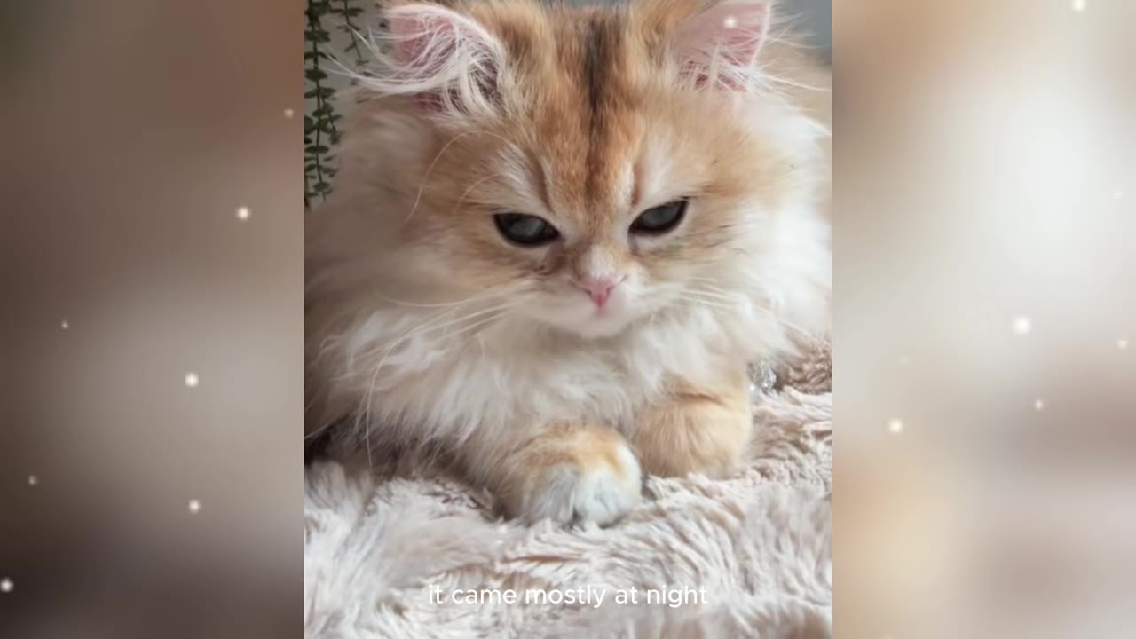 A fluffy golden-shaded British Longhair kitten lying down on a soft, textured blanket with a somber expression, with the text 'it came mostly at night' overlaid at the bottom.