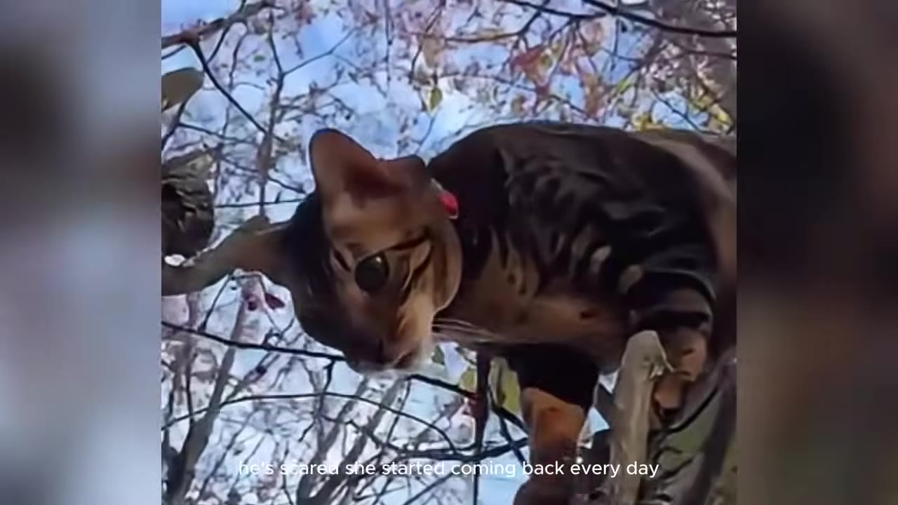 A tabby cat with a collar perched high up in the branches of a tree, looking down.
