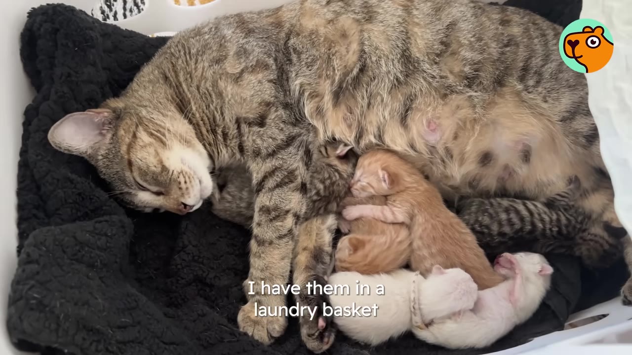 A tabby mother cat lying on a black blanket inside a white laundry basket, nursing her newborn kittens, which include orange and white kittens.