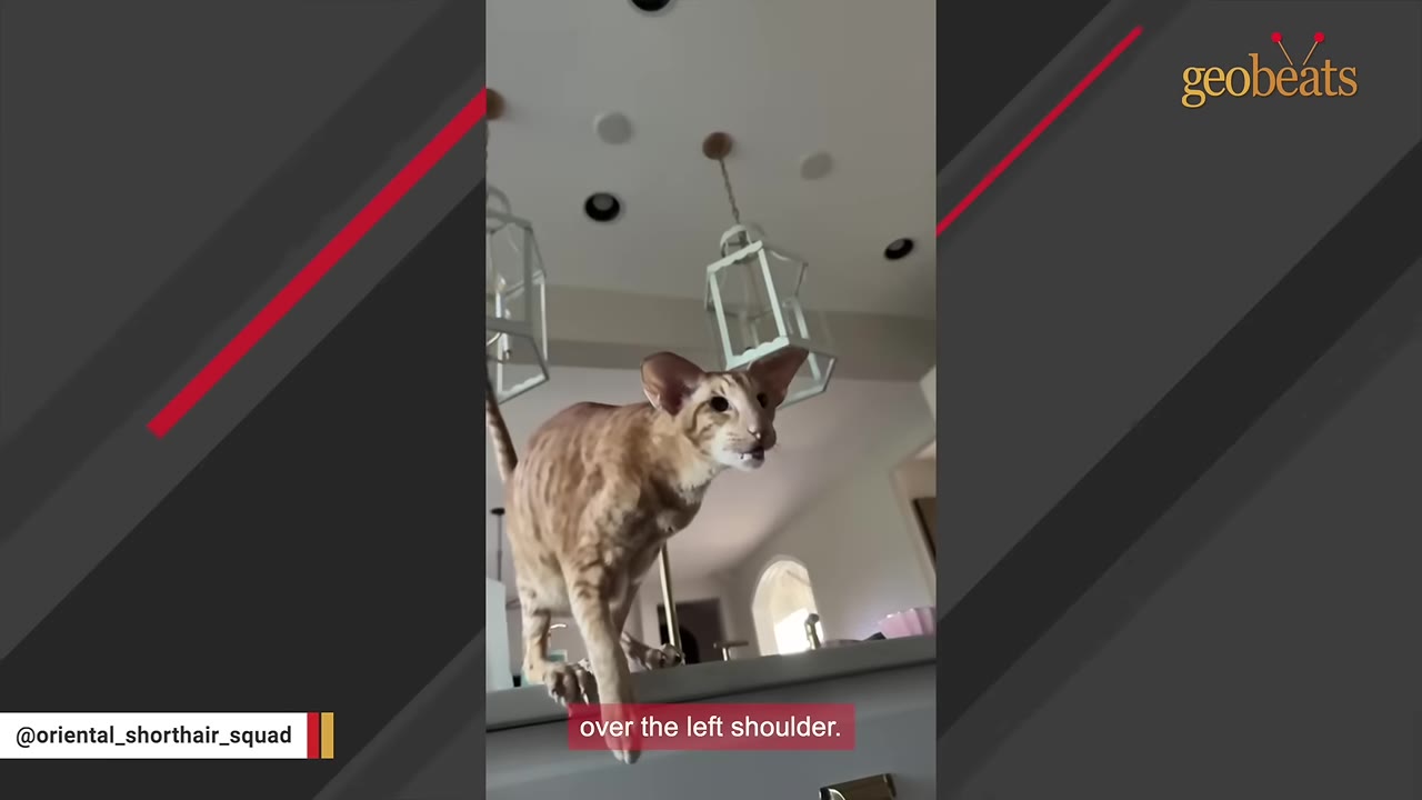 An Oriental Shorthair cat stands on a kitchen counter, looking forward with large ears perked up.