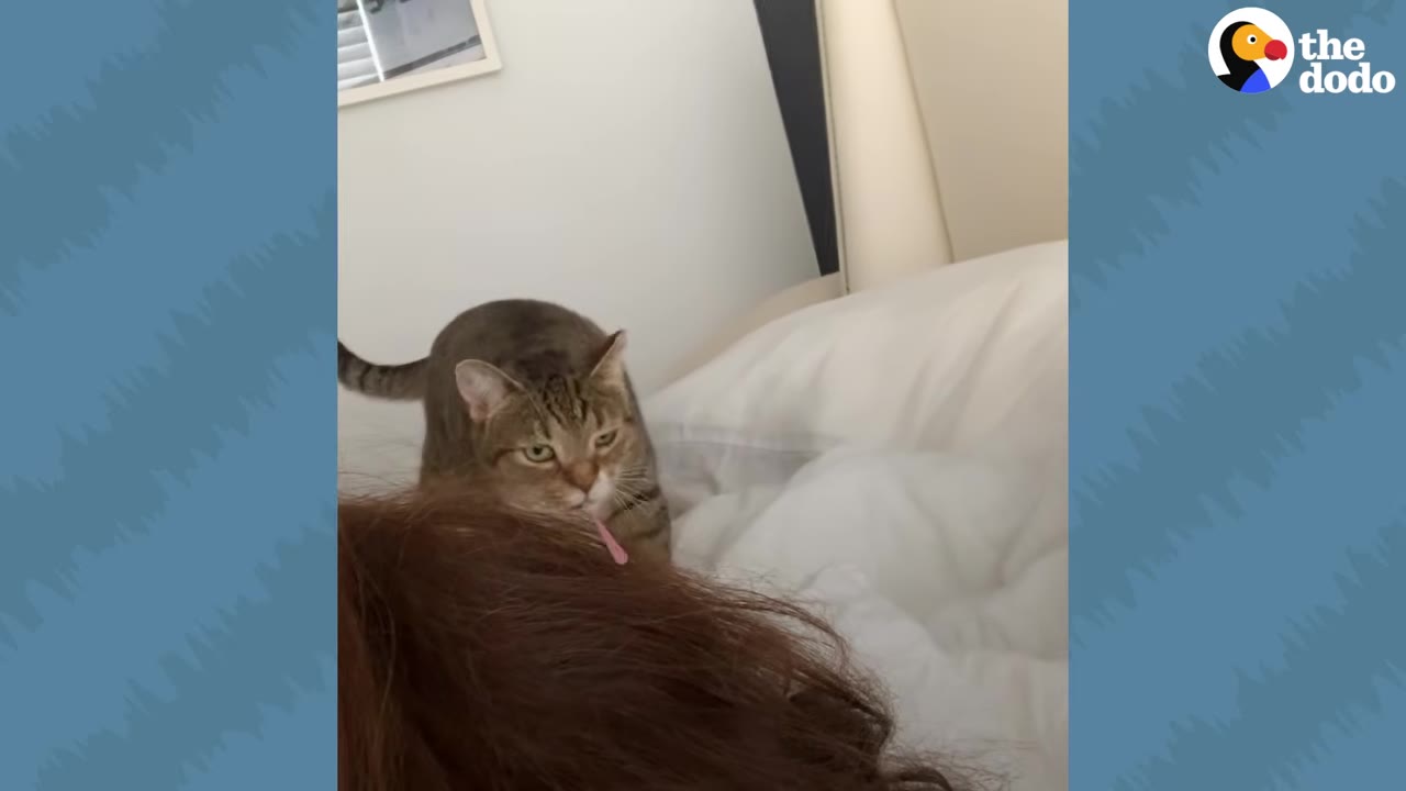 A tabby cat stands on a bed and licks the brown hair of a person lying down.