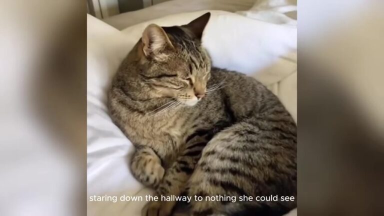 Georgia Nurse Rescued A Plain Tabby From A Box, Then His Strange Nightly Habit Saved Her Life