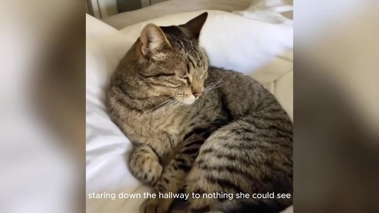 A tabby cat sitting on a white bed, looking alert with its eyes slightly open as if staring intently.