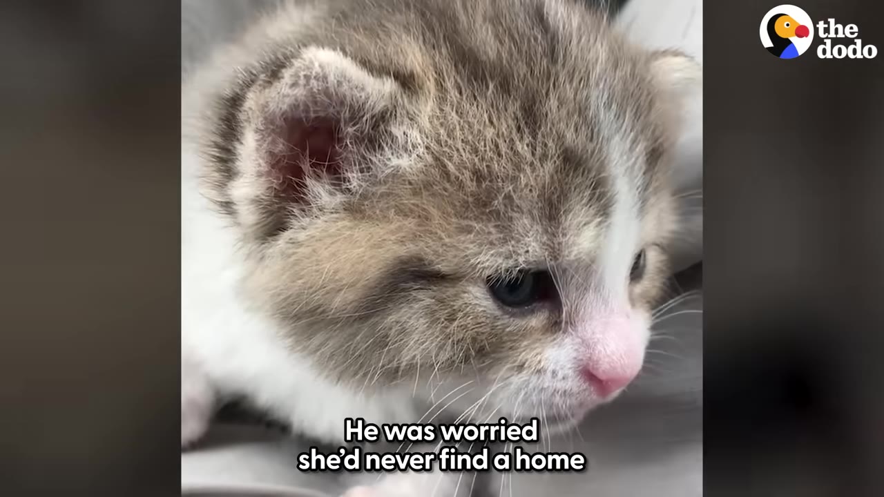 A close-up shot of a small, fluffy brown and white kitten looking down.