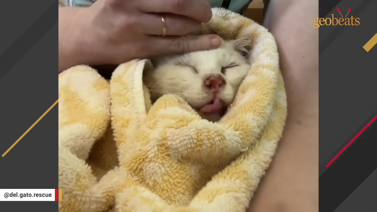 A close-up of a white cat wrapped in a yellow and white patterned towel, with a hand gently petting its head. The cat's nose appears raw and red.