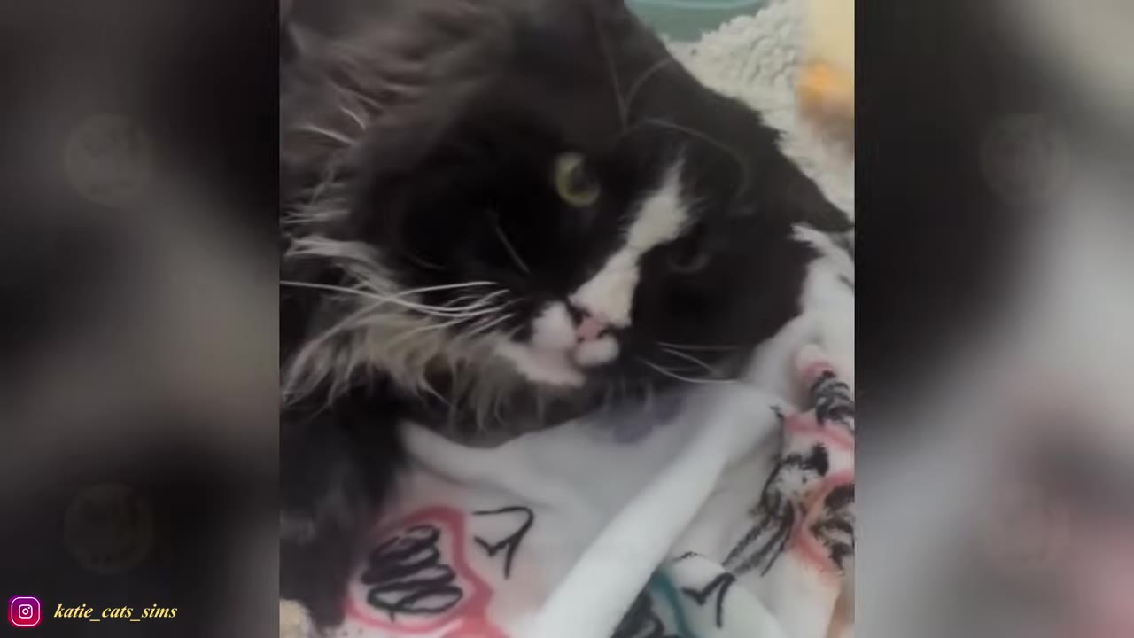 A close-up of a long-haired black and white cat lying down on a patterned blanket, looking directly at the camera with a calm expression.