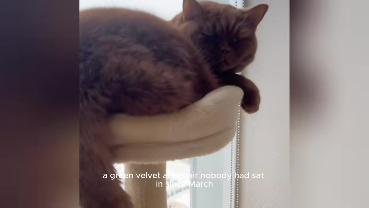 A fluffy brown cat sits on a beige cat tree perch near a window, looking directly at the camera.