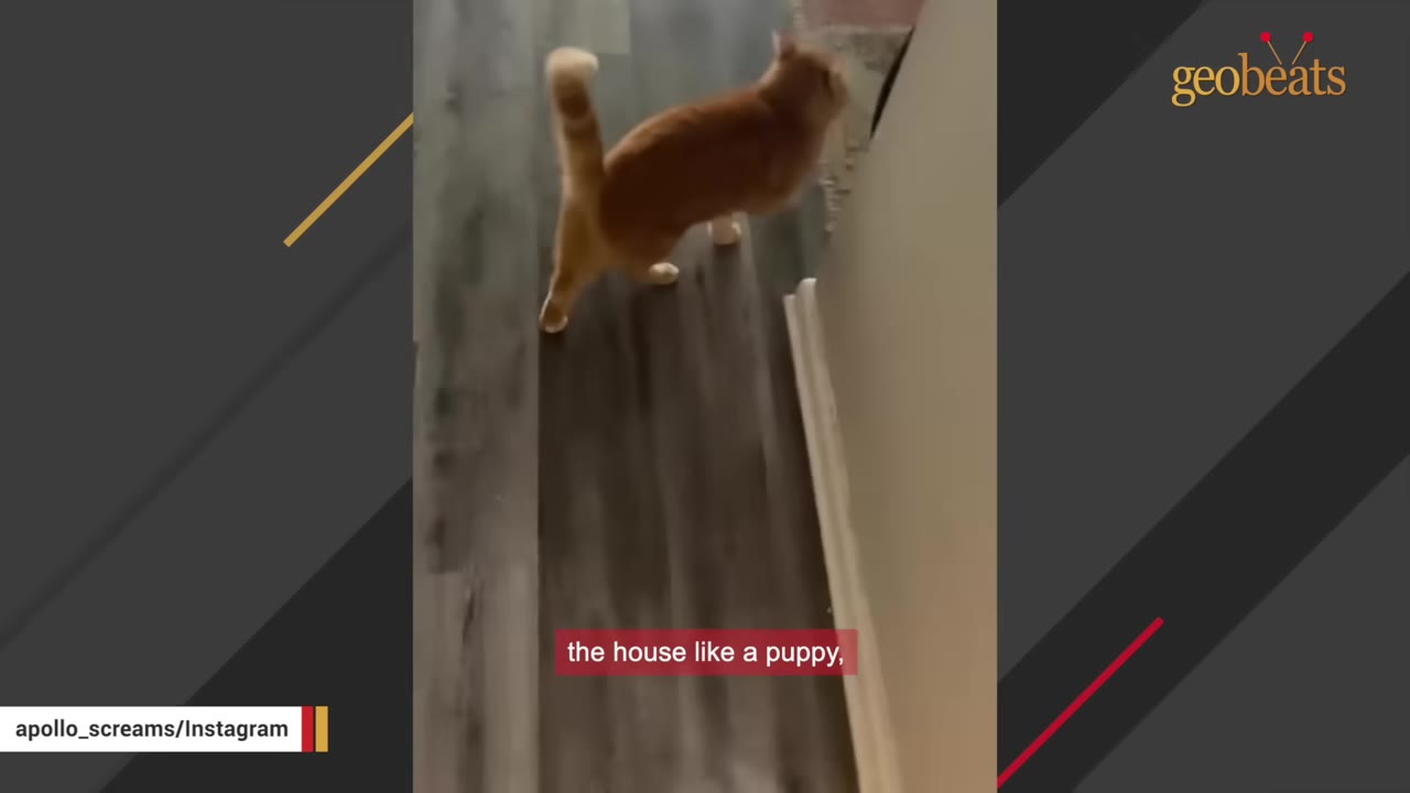An orange cat walking on a wooden floor with its tail held high, with text overlay reading 'the house like a puppy,'.
