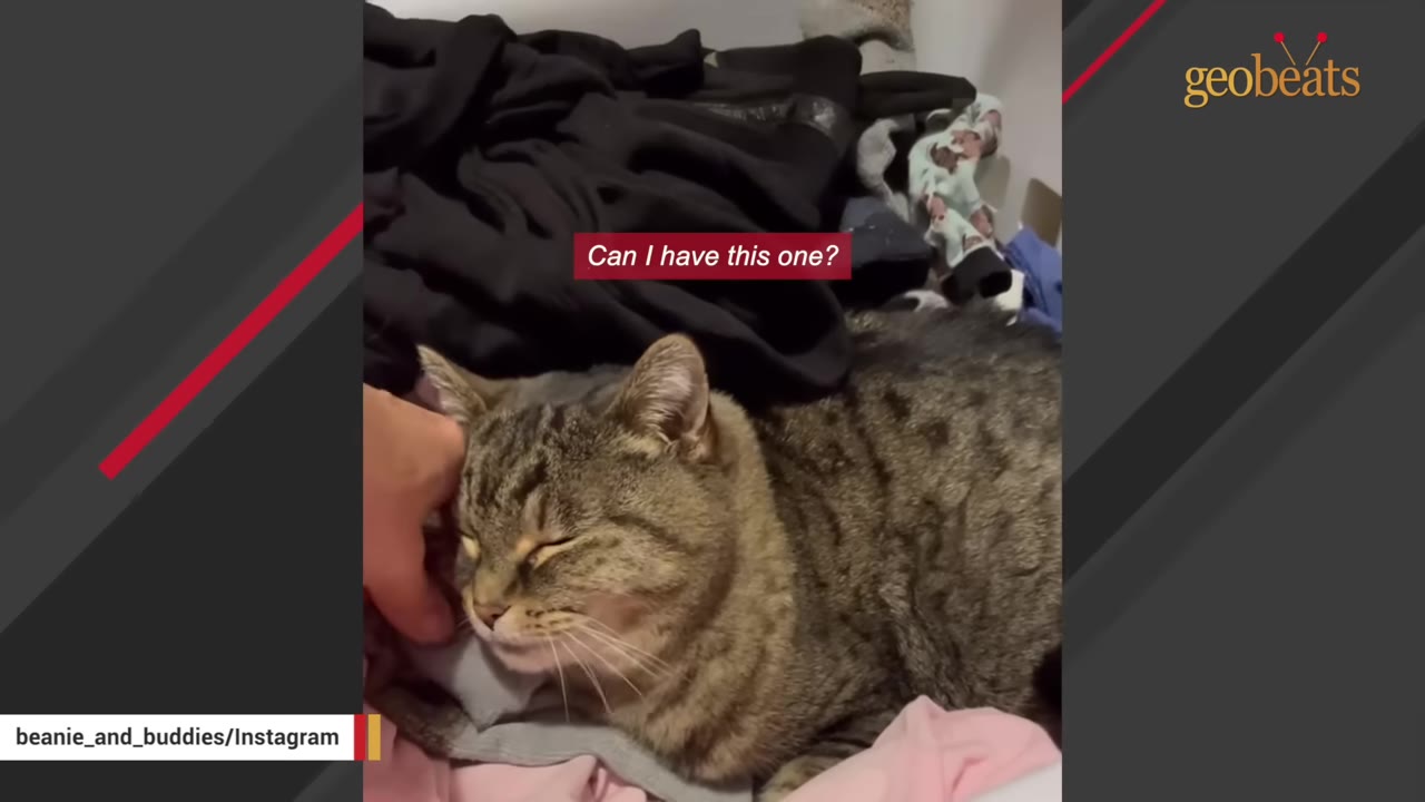 A tabby cat lies comfortably on a pile of dark and light-colored clothes, closing its eyes as a hand gently pets its cheek.