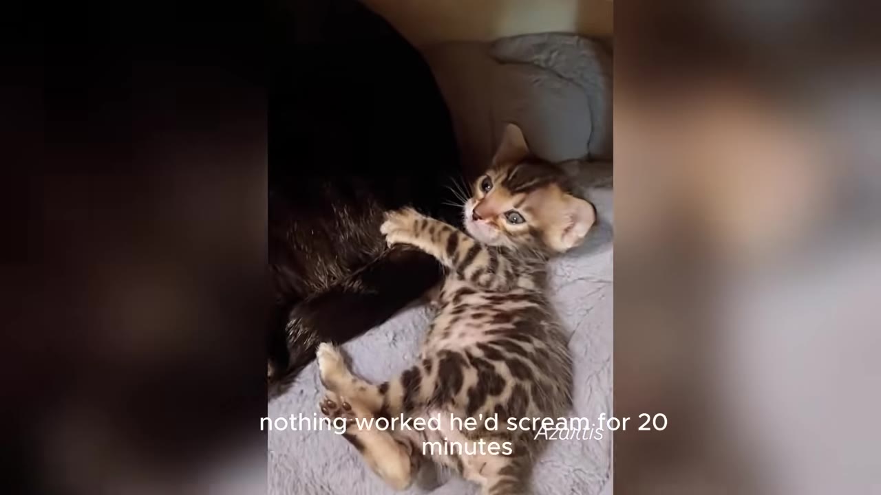A small spotted kitten with large eyes lies on a grey blanket, looking up with an open mouth as if vocalizing.