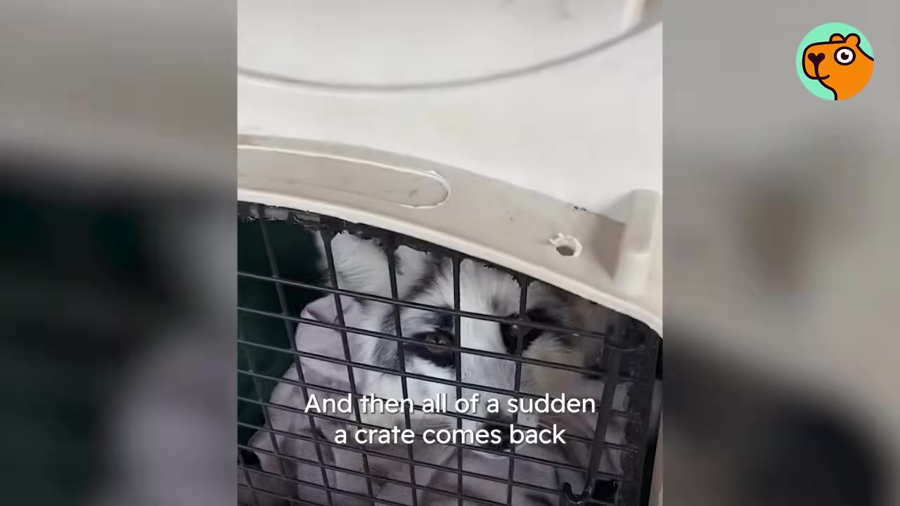 A white and grey fox looking out from inside a plastic pet carrier crate.