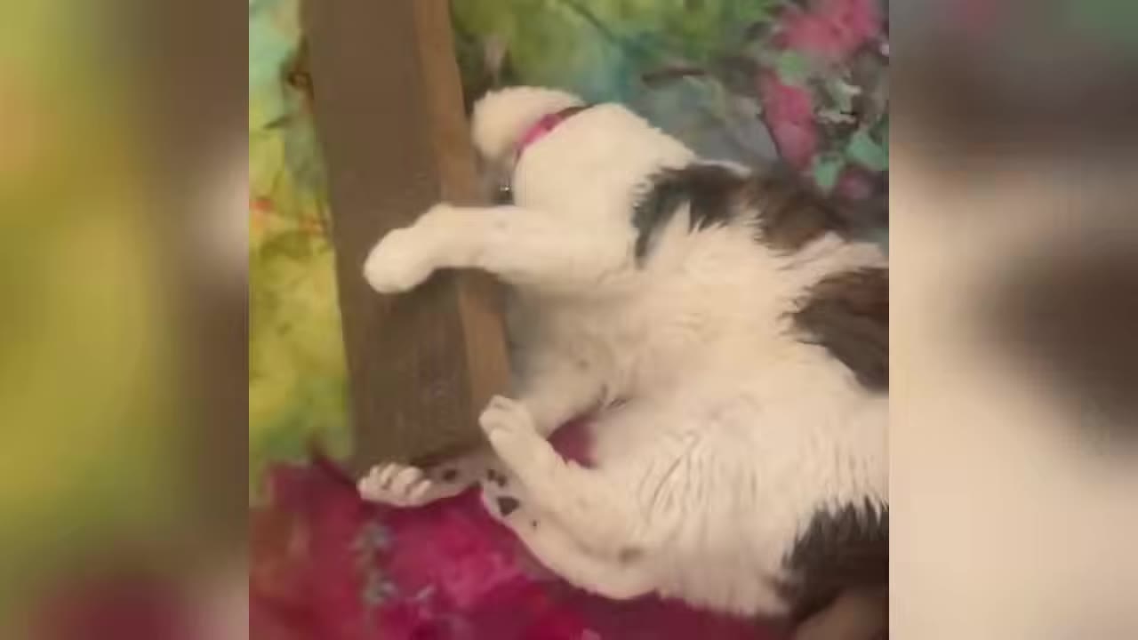 A black and white cat with a pink collar lies on its back on a colorful blanket, holding onto a wooden furniture leg.
