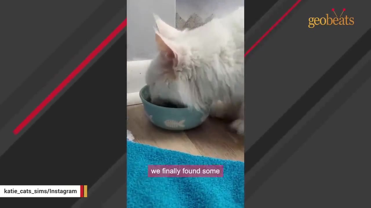 A fluffy white cat eating food from a light blue bowl decorated with a fishbone pattern.